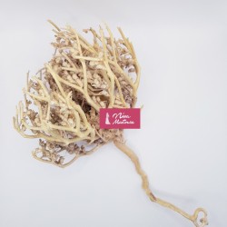 Chajarat Mariam - Fleur de Jéricho - Fertilité