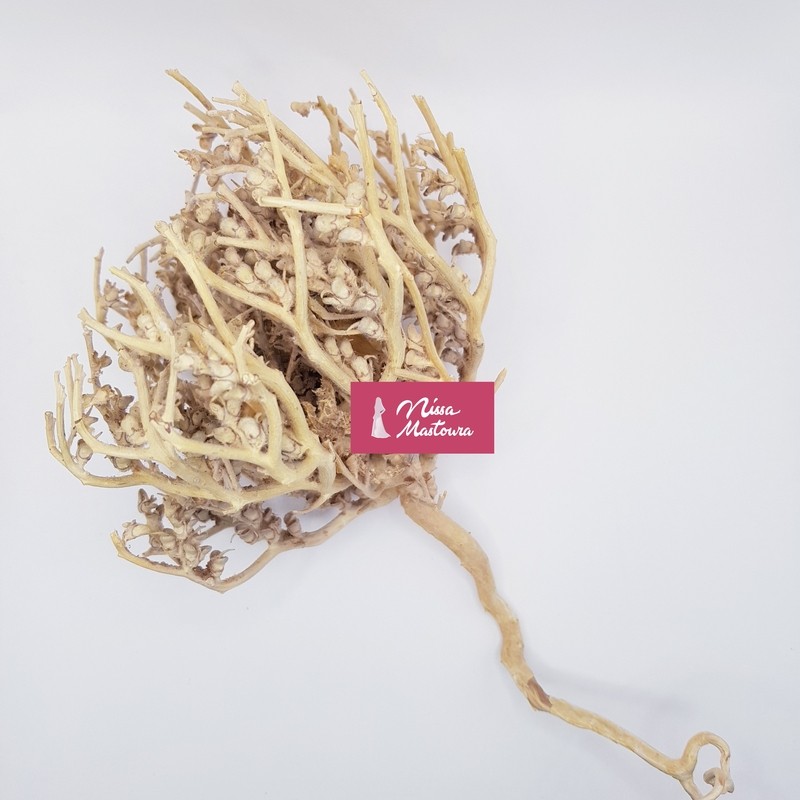 Chajarat Mariam - Fleur de Jéricho - Fertilité
